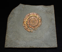 Load image into Gallery viewer, Juvenile iridescent Caloceras display ammonite fossil 36mm