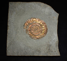 Load image into Gallery viewer, Juvenile iridescent Caloceras display ammonite fossil 36mm