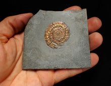 Load image into Gallery viewer, Juvenile iridescent Caloceras display ammonite fossil 36mm
