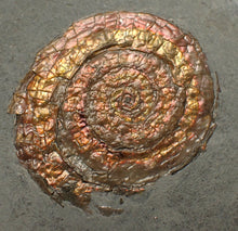 Load image into Gallery viewer, Juvenile iridescent Caloceras display ammonite fossil 36mm