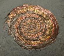 Load image into Gallery viewer, Juvenile iridescent Caloceras display ammonite fossil 36mm
