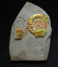 Load image into Gallery viewer, Juvenile iridescent Caloceras display ammonite fossil 25mm