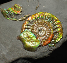 Load image into Gallery viewer, Juvenile iridescent Caloceras display ammonite fossil 25mm