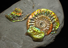 Load image into Gallery viewer, Juvenile iridescent Caloceras display ammonite fossil 25mm