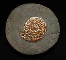 Load image into Gallery viewer, Juvenile iridescent Caloceras display ammonite fossil 25mm