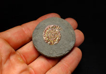 Load image into Gallery viewer, Juvenile iridescent Caloceras display ammonite fossil 25mm