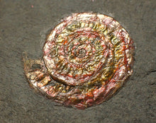 Load image into Gallery viewer, Juvenile iridescent Caloceras display ammonite fossil 25mm
