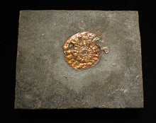 Load image into Gallery viewer, Complete iridescent Caloceras display ammonite fossil 28mm