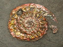 Load image into Gallery viewer, Complete iridescent Caloceras display ammonite fossil 28mm