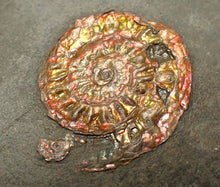 Load image into Gallery viewer, Complete iridescent Caloceras display ammonite fossil 28mm