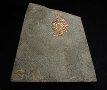 Load image into Gallery viewer, Juvenile iridescent Caloceras display ammonite fossil 19mm