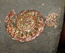 Load image into Gallery viewer, Juvenile iridescent Caloceras display ammonite fossil 19mm