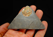 Load image into Gallery viewer, Complete iridescent Caloceras display ammonite fossil 27mm