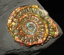 Load image into Gallery viewer, Complete iridescent Caloceras display ammonite fossil 27mm