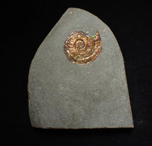 Load image into Gallery viewer, Juvenile red iridescent Psiloceras ammonite fossil (21mm)