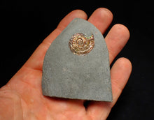 Load image into Gallery viewer, Juvenile red iridescent Psiloceras ammonite fossil (21mm)