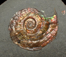 Load image into Gallery viewer, Juvenile red iridescent Psiloceras ammonite fossil (21mm)