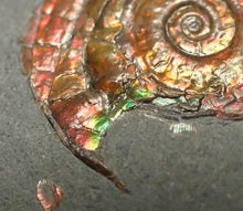 Load image into Gallery viewer, Juvenile red iridescent Psiloceras ammonite fossil (21mm)
