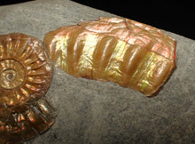 Load image into Gallery viewer, Juvenile iridescent Caloceras display ammonite fossil 30mm