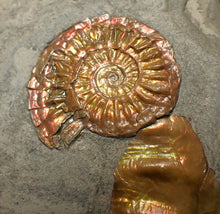Load image into Gallery viewer, Juvenile iridescent Caloceras display ammonite fossil 30mm