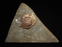 Load image into Gallery viewer, Iridescent Psiloceras ammonite fossil (45mm)