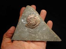 Load image into Gallery viewer, Iridescent Psiloceras ammonite fossil (45mm)