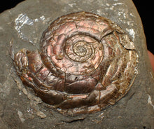 Load image into Gallery viewer, Iridescent Psiloceras ammonite fossil (45mm)