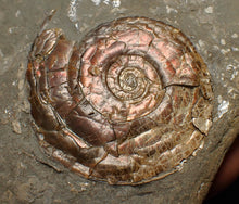 Load image into Gallery viewer, Iridescent Psiloceras ammonite fossil (45mm)