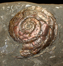Load image into Gallery viewer, Iridescent Psiloceras ammonite fossil (45mm)