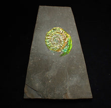 Load image into Gallery viewer, Green iridescent Caloceras display ammonite fossil 28mm