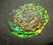 Load image into Gallery viewer, Green iridescent Caloceras display ammonite fossil 28mm