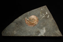 Load image into Gallery viewer, Juvenile red iridescent Psiloceras ammonite fossil (28mm)