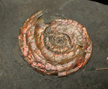 Load image into Gallery viewer, Juvenile red iridescent Psiloceras ammonite fossil (28mm)