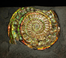 Load image into Gallery viewer, Iridescent Caloceras display ammonite fossil 64mm
