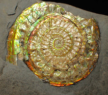 Load image into Gallery viewer, Iridescent Caloceras display ammonite fossil 64mm