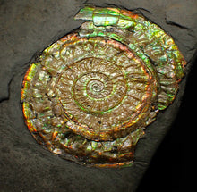 Load image into Gallery viewer, Iridescent Caloceras display ammonite fossil 64mm