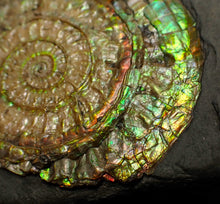 Load image into Gallery viewer, Iridescent Caloceras display ammonite fossil 64mm
