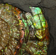 Load image into Gallery viewer, Iridescent Caloceras display ammonite fossil 64mm