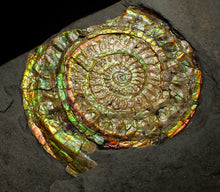 Load image into Gallery viewer, Iridescent Caloceras display ammonite fossil 64mm