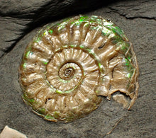 Load image into Gallery viewer, Juvenile iridescent Caloceras display ammonite fossil 23mm