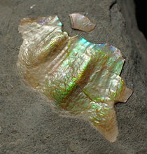 Load image into Gallery viewer, Juvenile iridescent Caloceras display ammonite fossil 23mm
