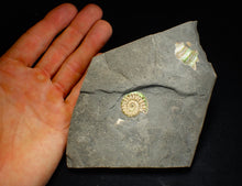 Load image into Gallery viewer, Juvenile iridescent Caloceras display ammonite fossil 23mm