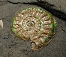 Load image into Gallery viewer, Juvenile iridescent Caloceras display ammonite fossil 23mm