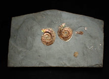 Load image into Gallery viewer, Iridescent multi-Psiloceras ammonite display fossil