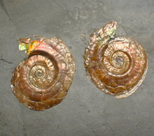 Load image into Gallery viewer, Iridescent multi-Psiloceras ammonite display fossil