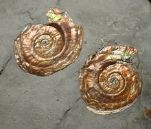 Load image into Gallery viewer, Iridescent multi-Psiloceras ammonite display fossil