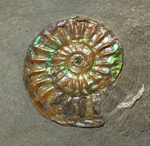 Load image into Gallery viewer, Juvenile iridescent Caloceras display ammonite fossil 21mm