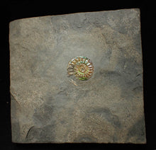 Load image into Gallery viewer, Juvenile iridescent Caloceras display ammonite fossil 21mm