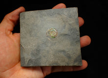 Load image into Gallery viewer, Juvenile iridescent Caloceras display ammonite fossil 21mm