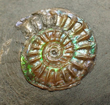 Load image into Gallery viewer, Juvenile iridescent Caloceras display ammonite fossil 21mm